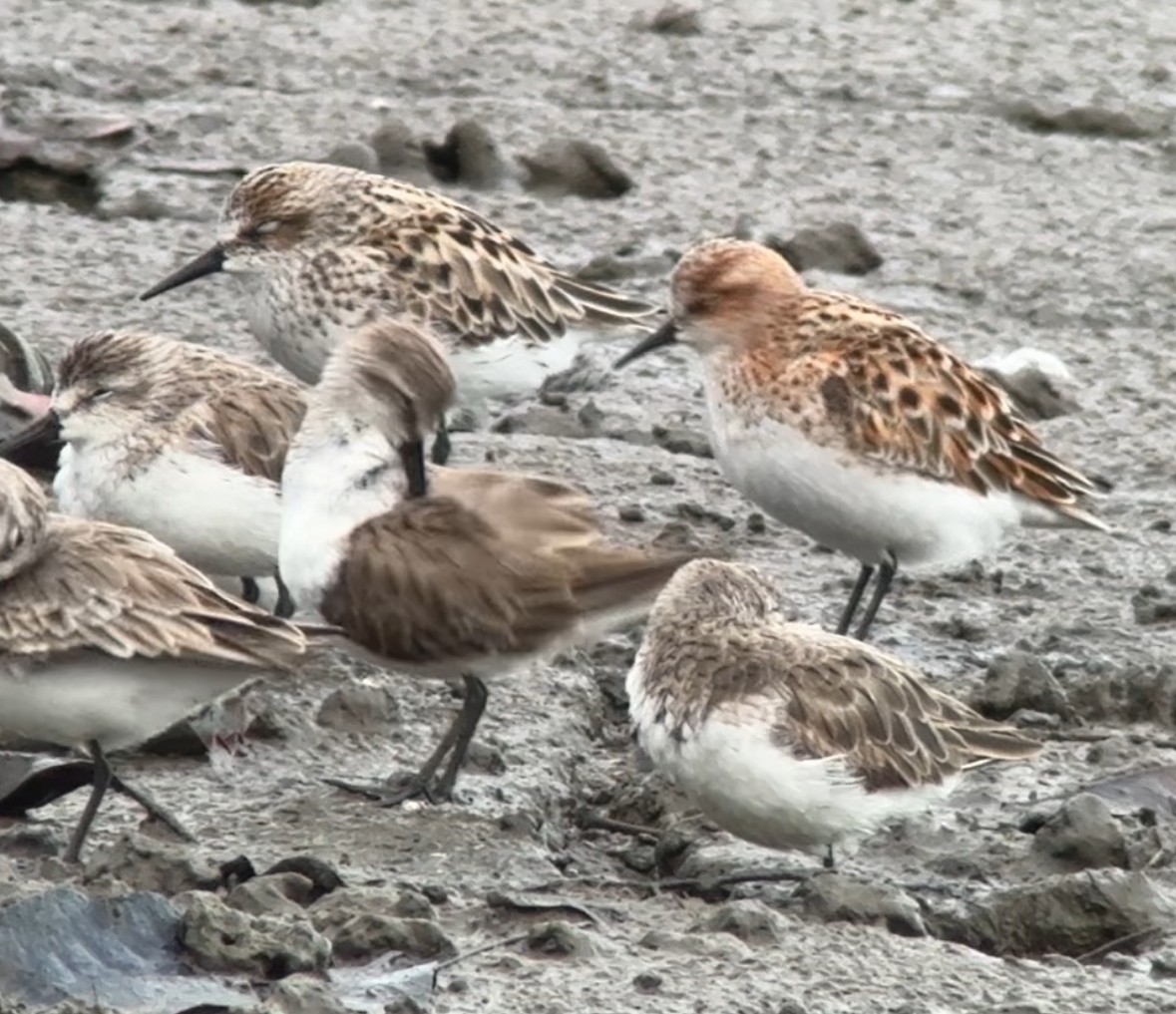 Little Stint - Rosabel Miro