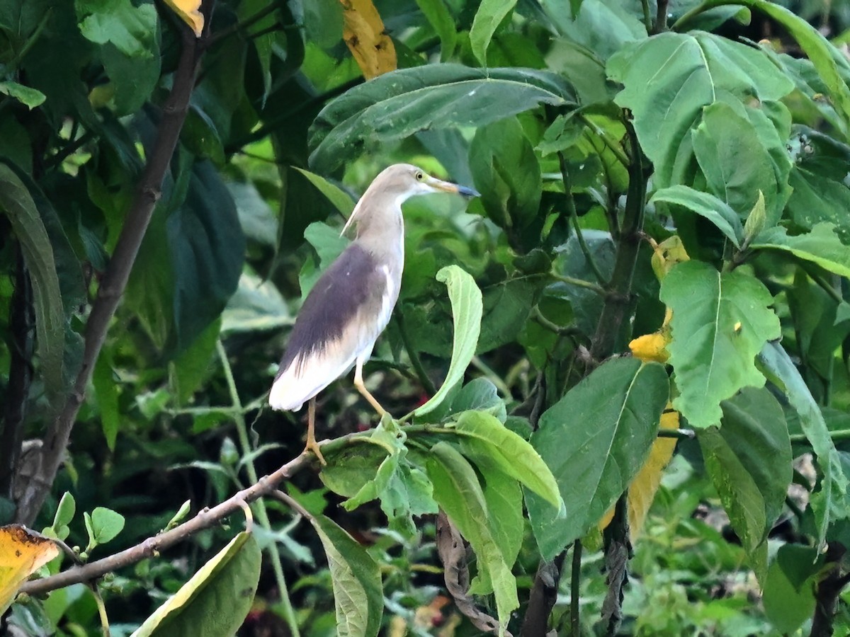 Indian Pond-Heron - peng su