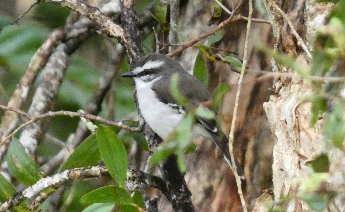 White-browed Robin - ML618015766