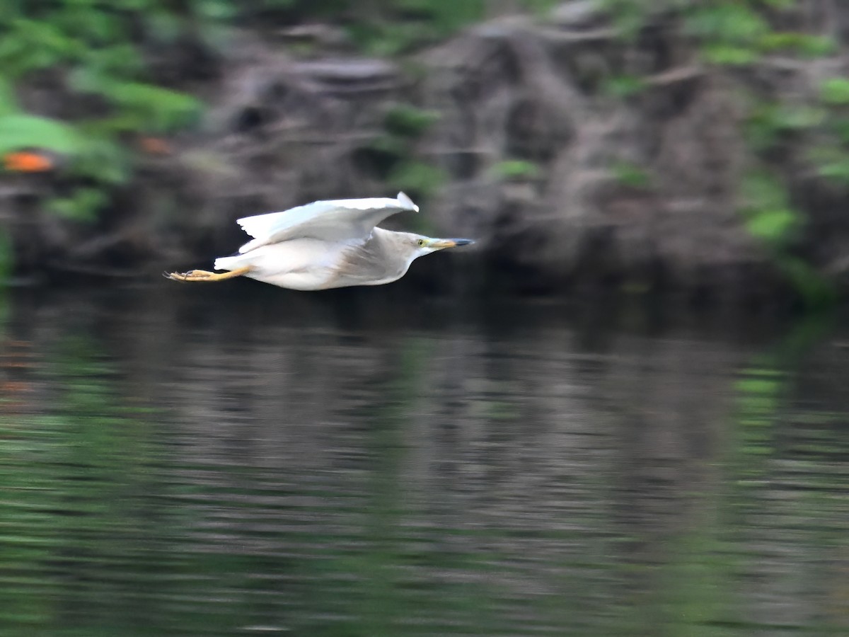 Indian Pond-Heron - peng su