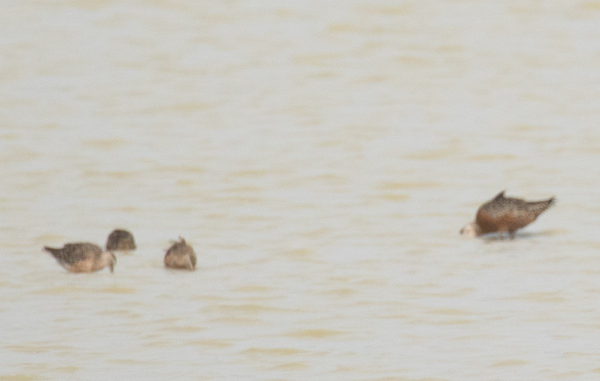 Hudsonian Godwit - ML618015801