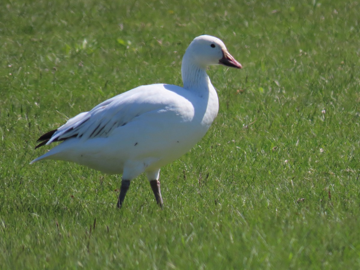 Snow Goose - ML618015804