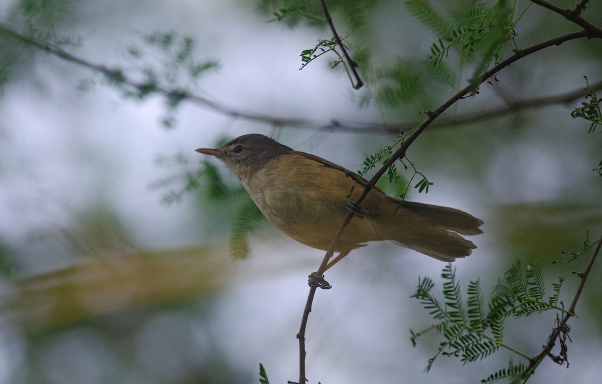 Blyth's Reed Warbler - ML618015824