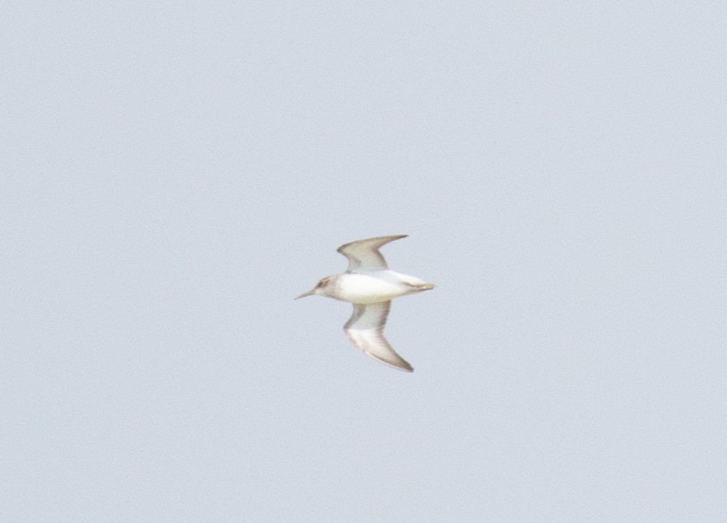 Western Sandpiper - ML618015849