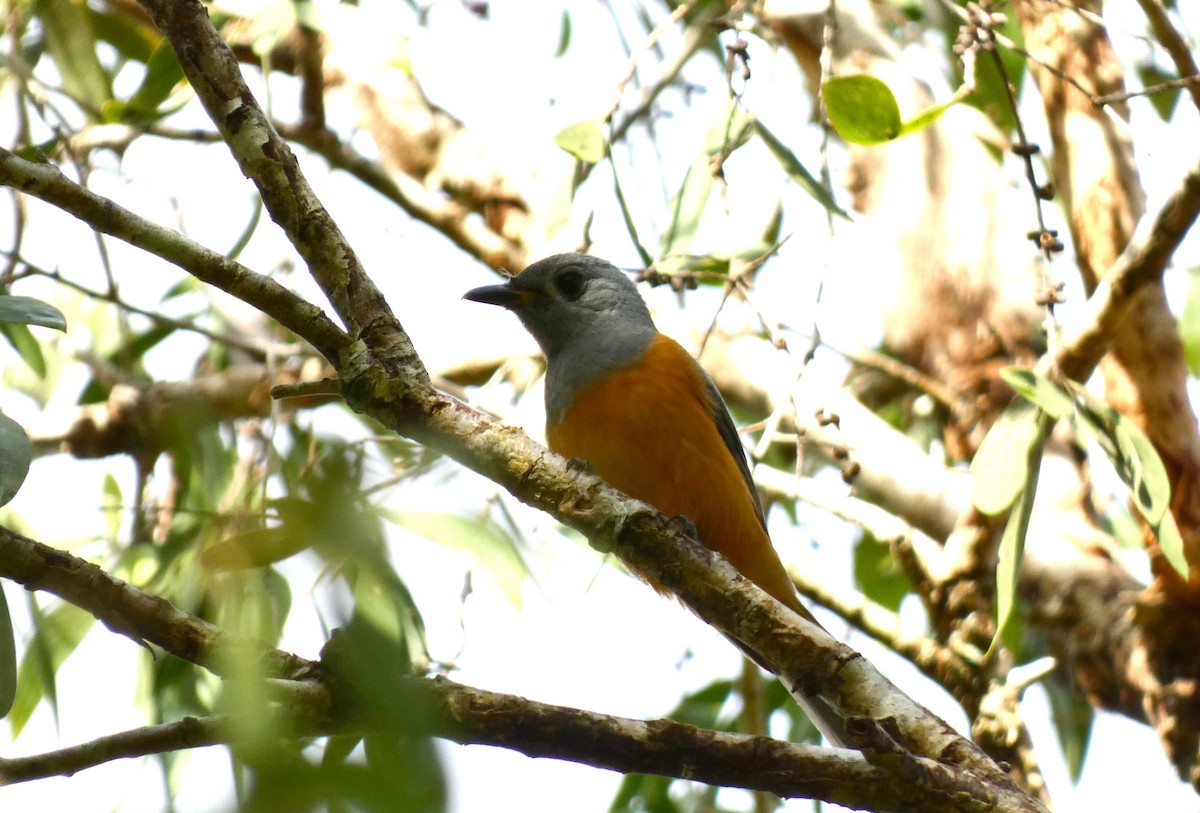 Black-faced Monarch - Ian Starling