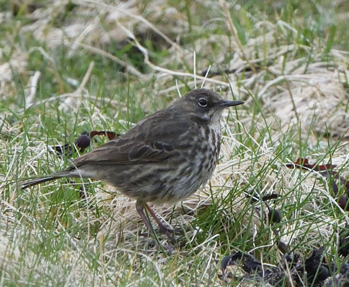 Rock Pipit - ML618015928