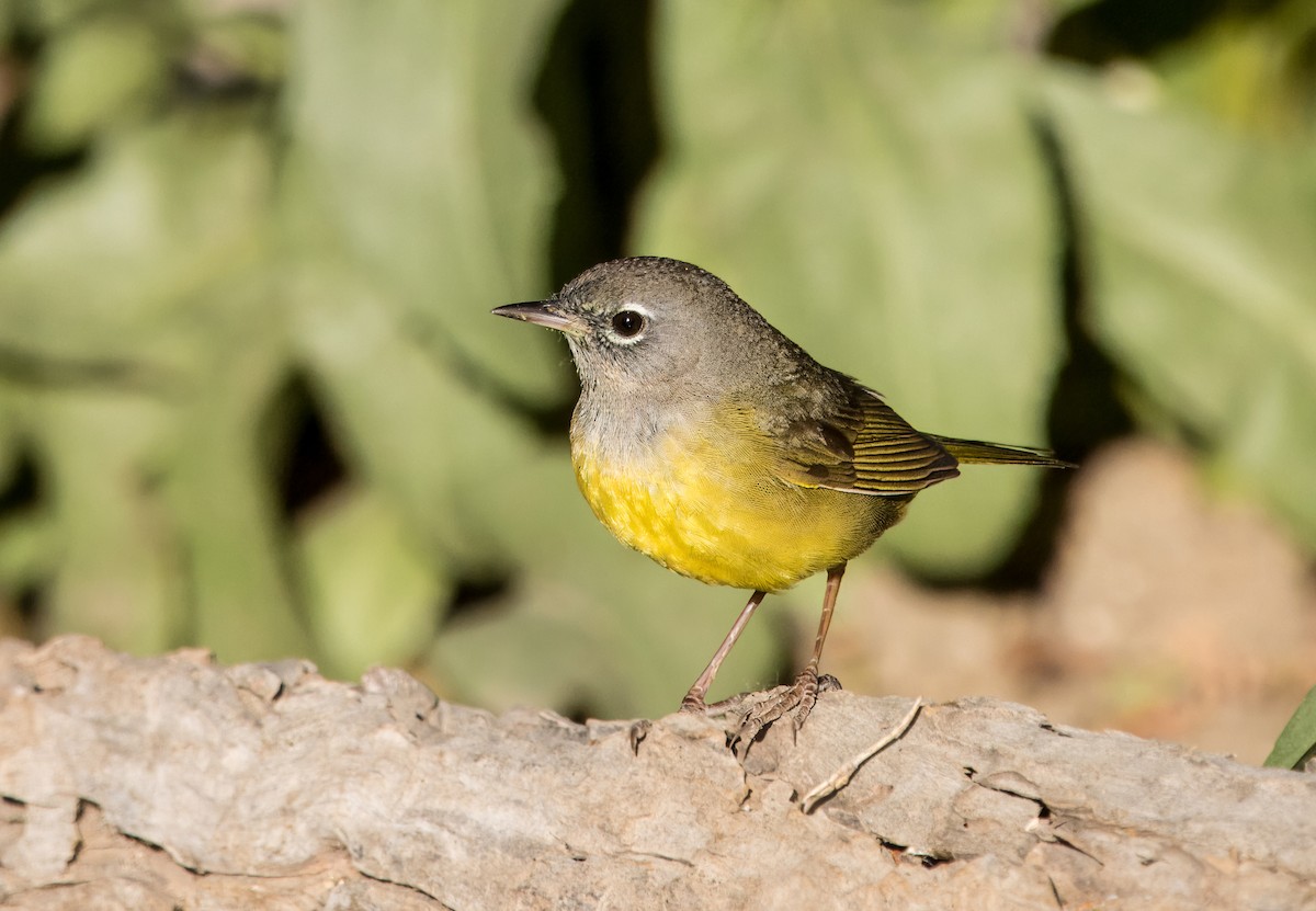 MacGillivray's Warbler - ML618015931