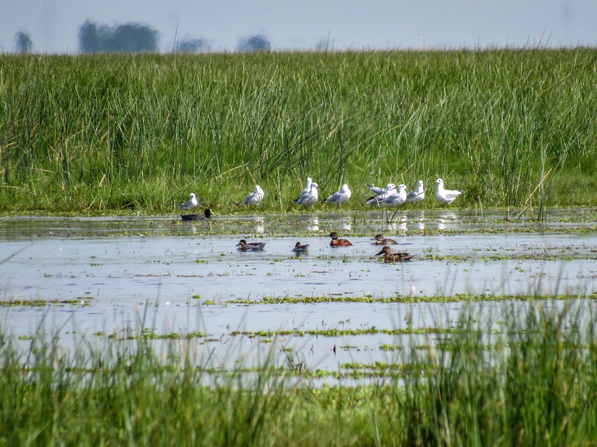 Lake Duck - Luis  Weymar Junior