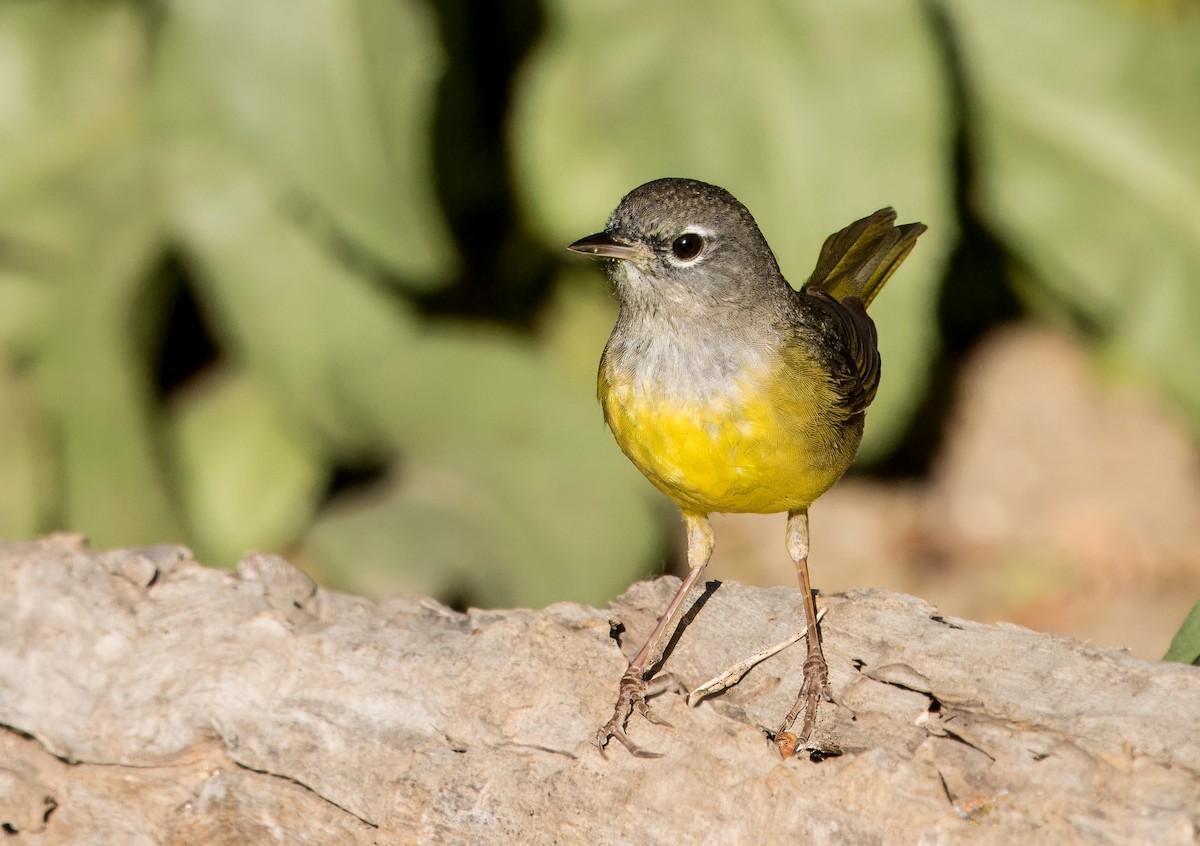 MacGillivray's Warbler - ML618015937