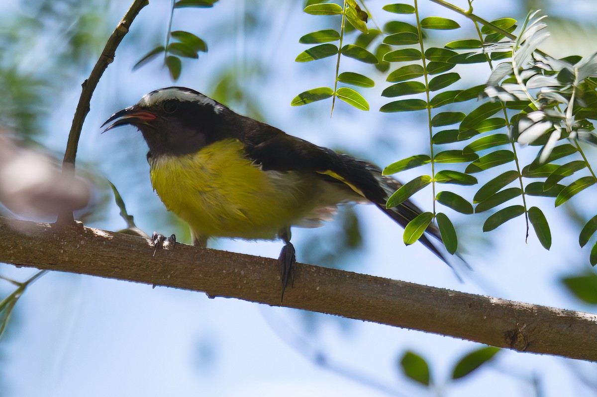 Bananaquit - Richard Peters