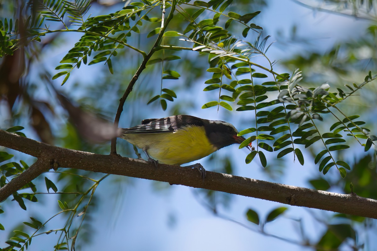 Bananaquit - Richard Peters