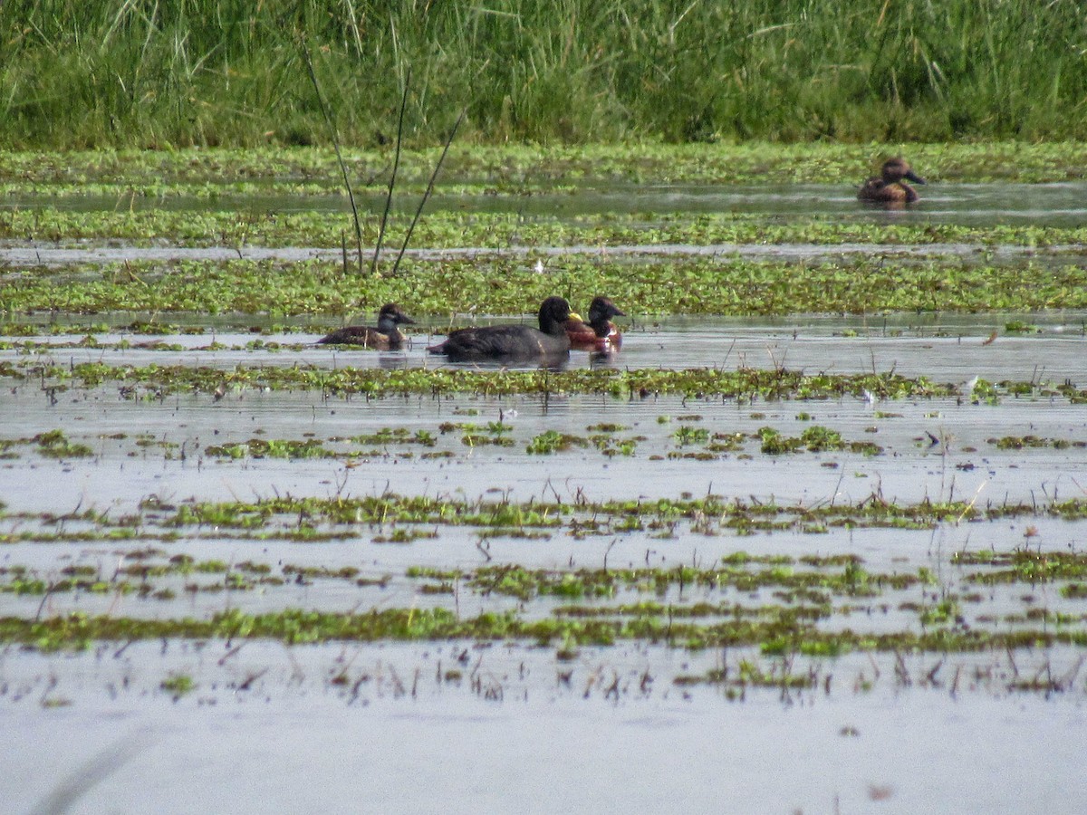 Red-gartered Coot - ML618015974