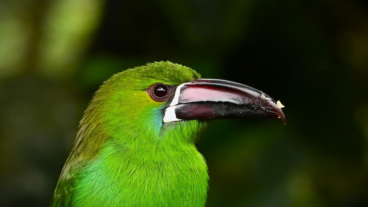 Crimson-rumped Toucanet - Marcelo Donoso