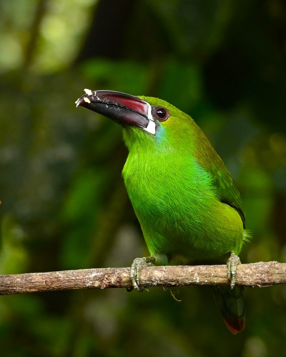 Crimson-rumped Toucanet - Marcelo Donoso