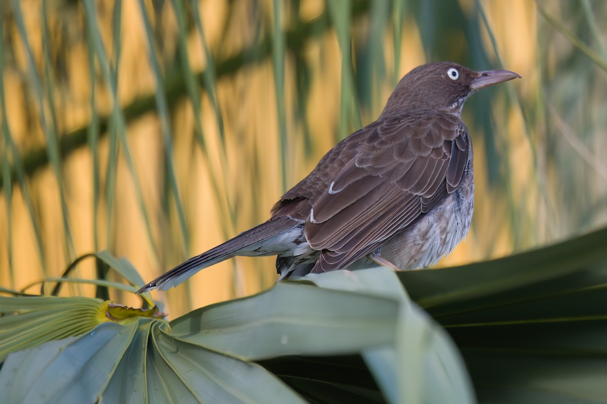 Pearly-eyed Thrasher - ML618015999