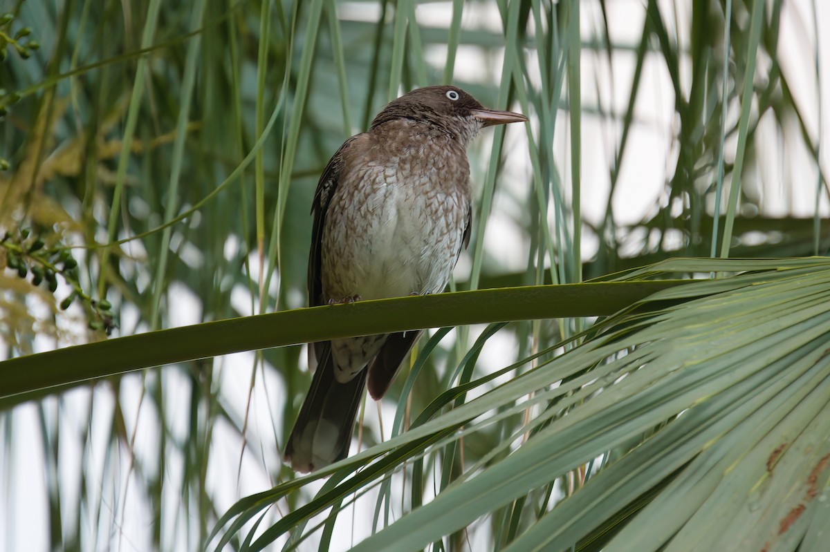 Pearly-eyed Thrasher - ML618016000