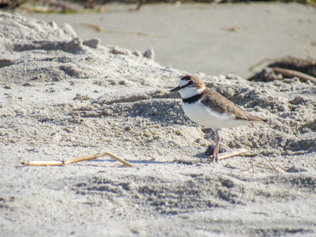 Collared Plover - ML618016003