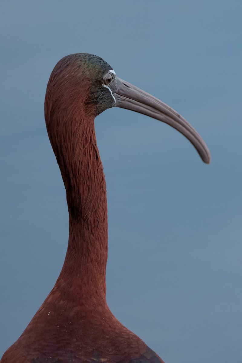 ibis hnědý - ML618016004