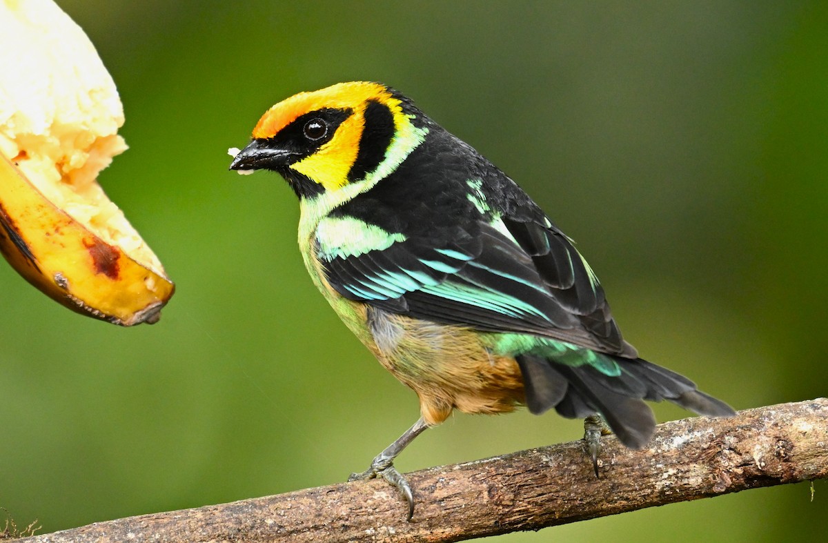 Flame-faced Tanager - Marcelo Donoso