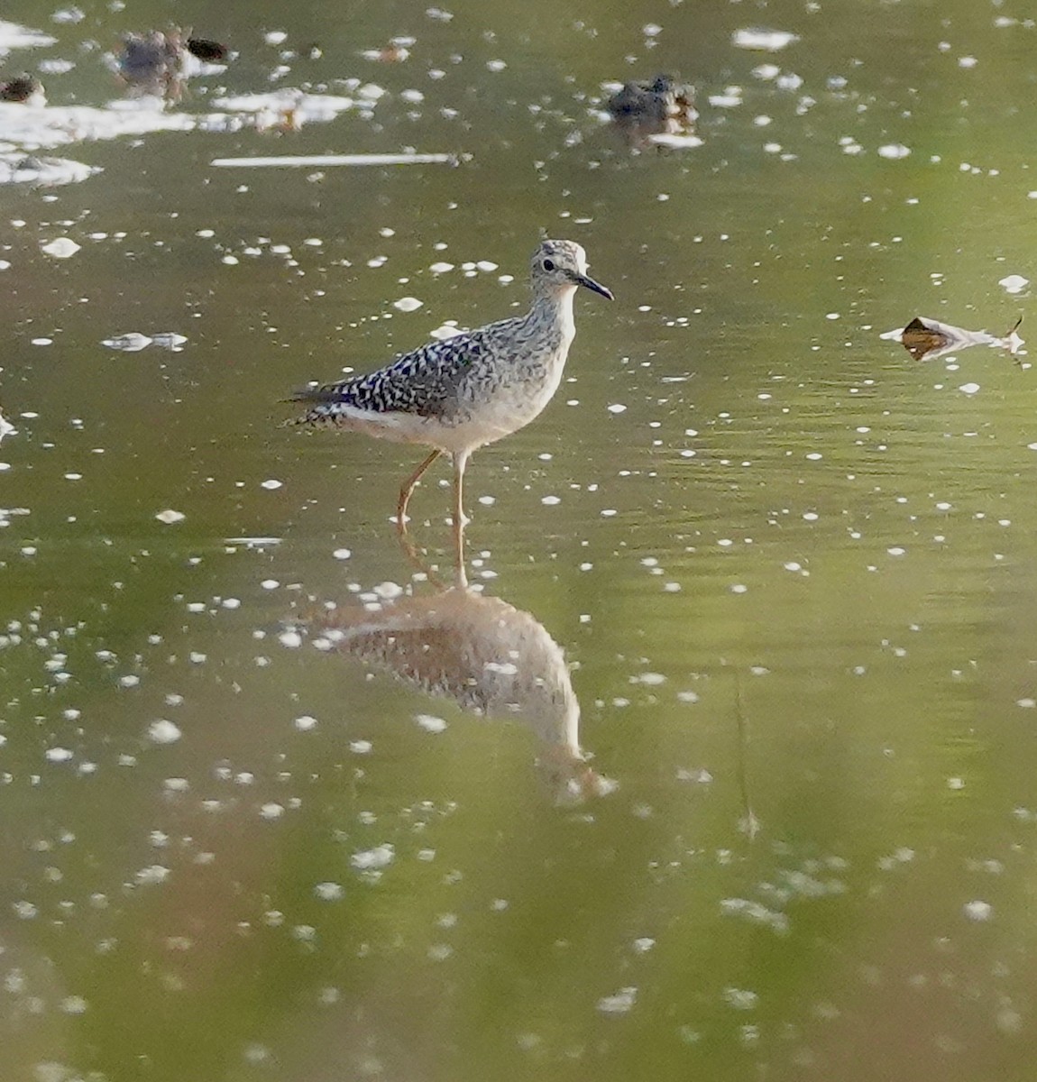 Wood Sandpiper - Sheila Mathai