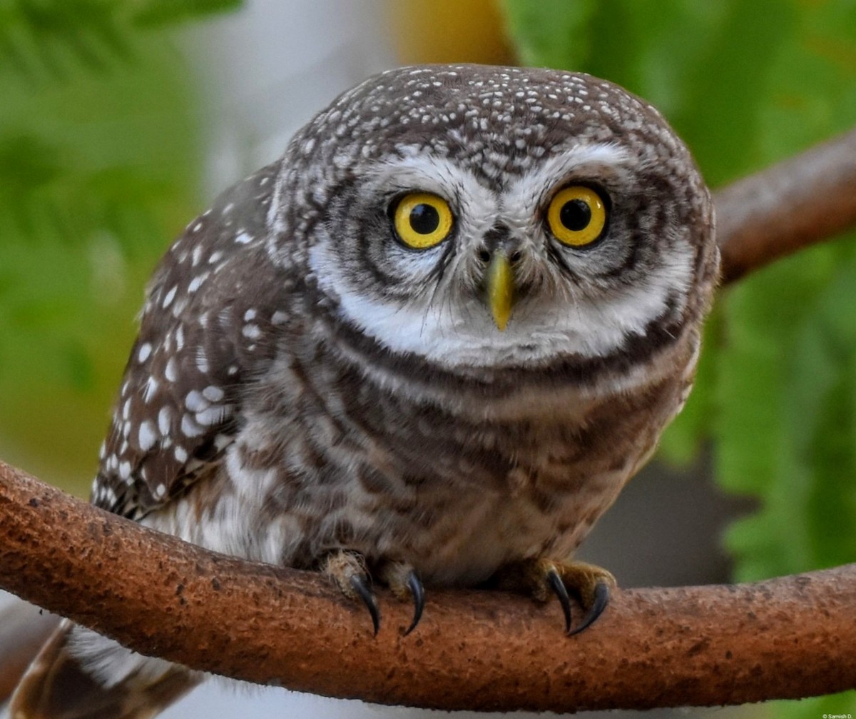 Spotted Owlet - ML618016066