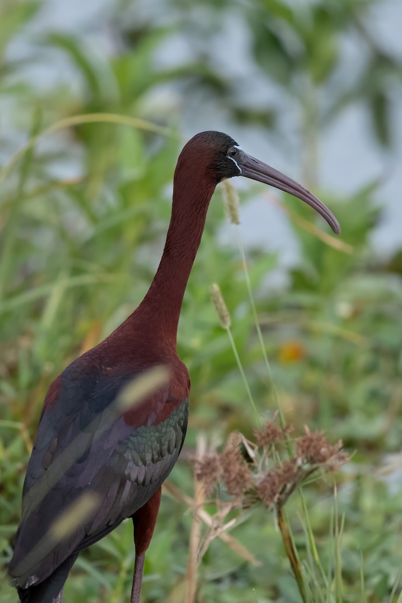 ibis hnědý - ML618016085