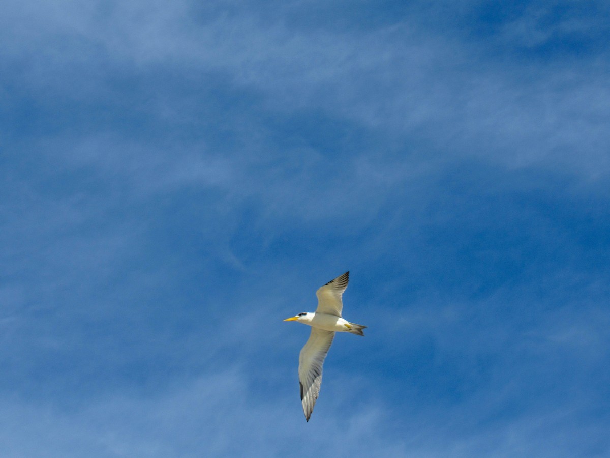 Large-billed Tern - ML618016089