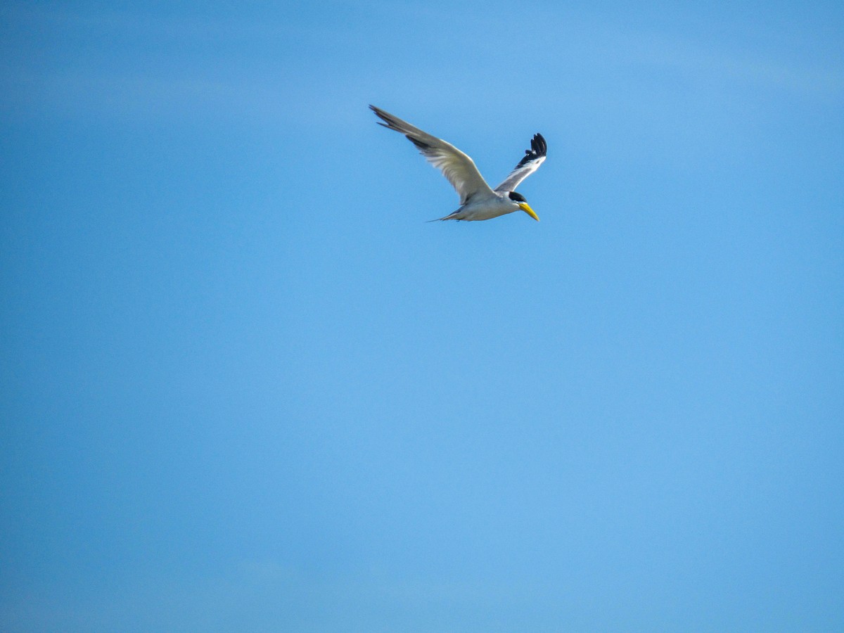 Large-billed Tern - ML618016091