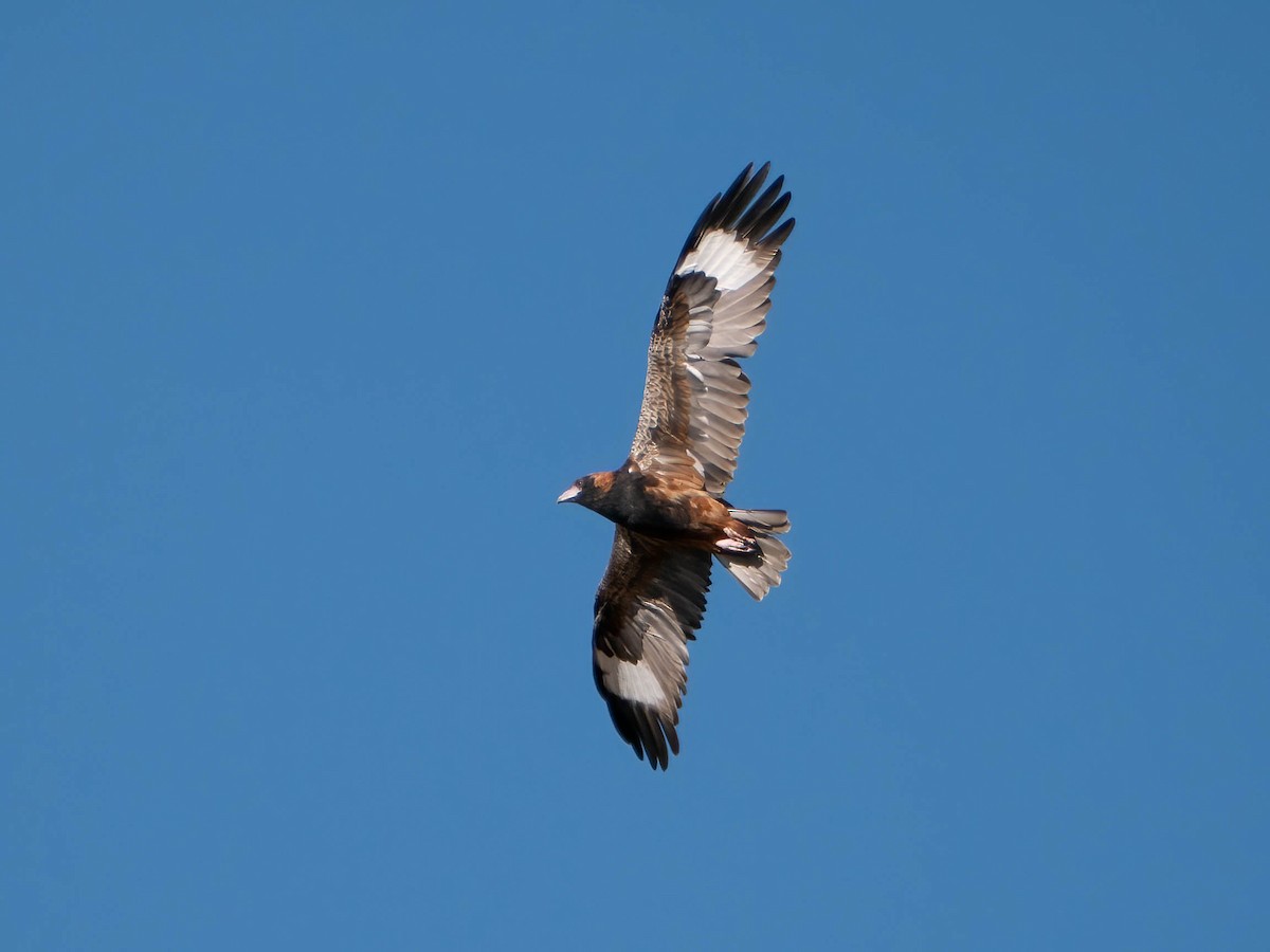 Black-breasted Kite - ML618016106