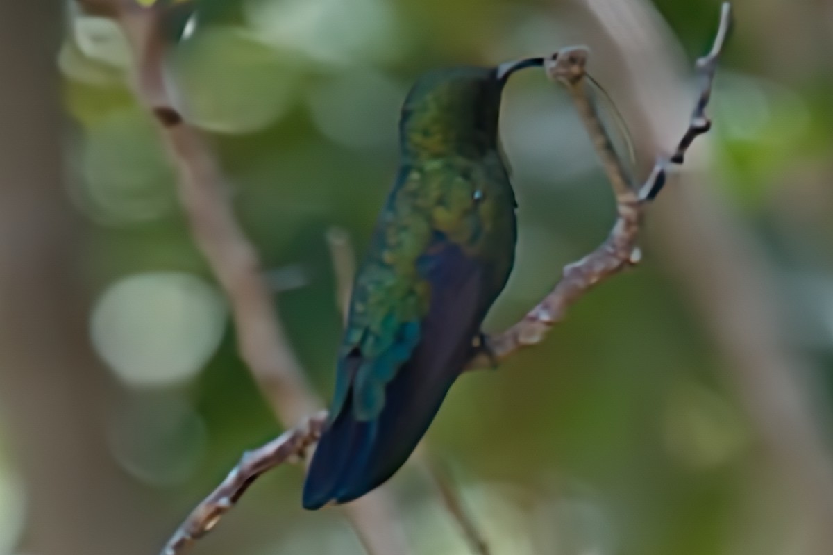 Blaustern-Antillenkolibri - ML618016111