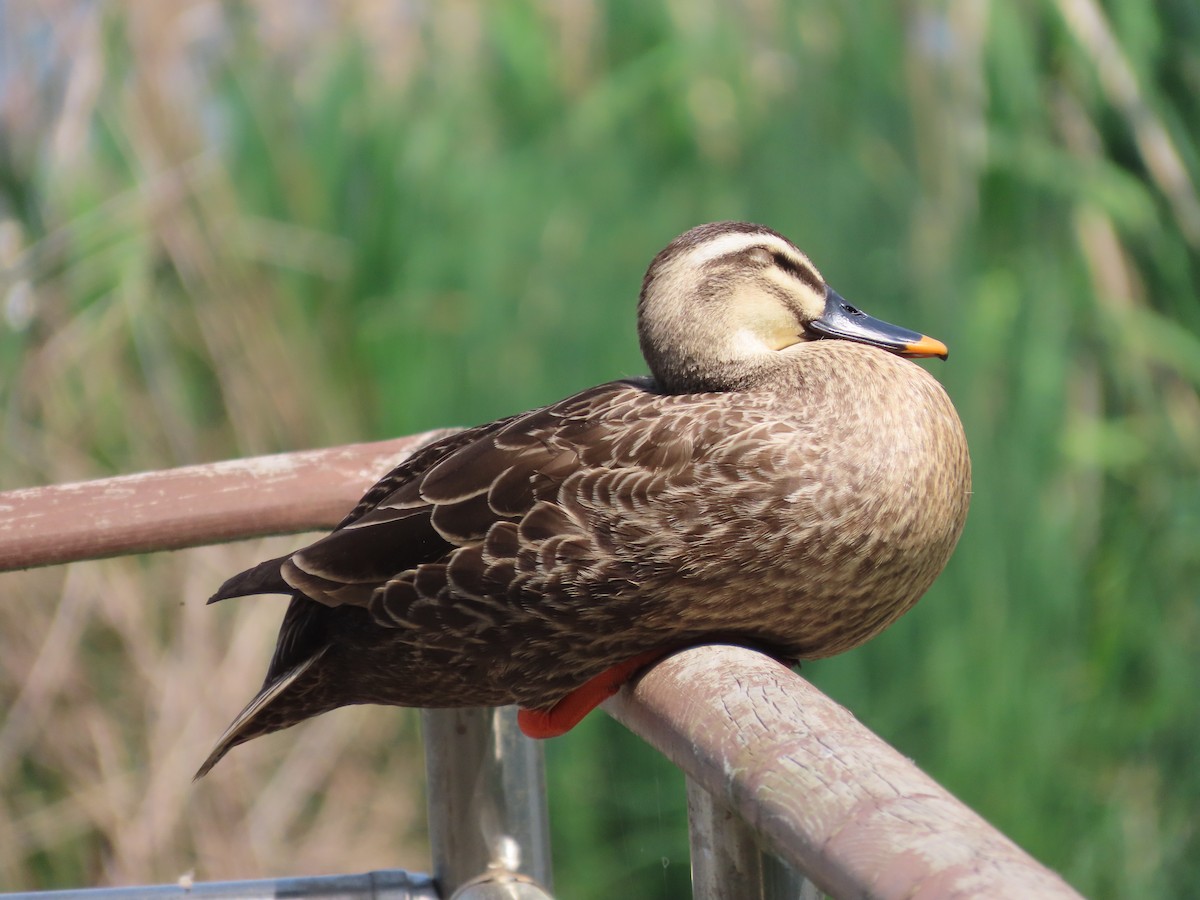 Eastern Spot-billed Duck - ML618016175