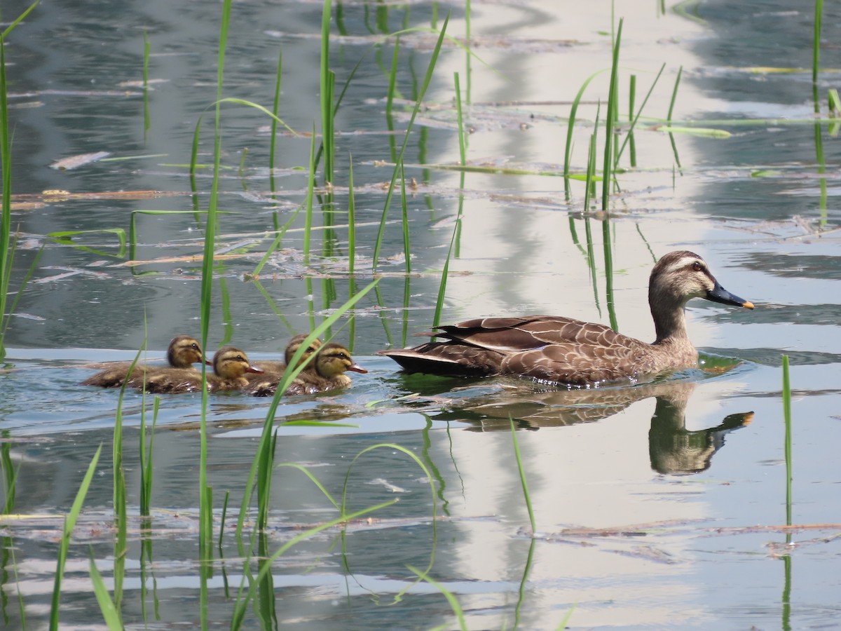 Eastern Spot-billed Duck - ML618016180