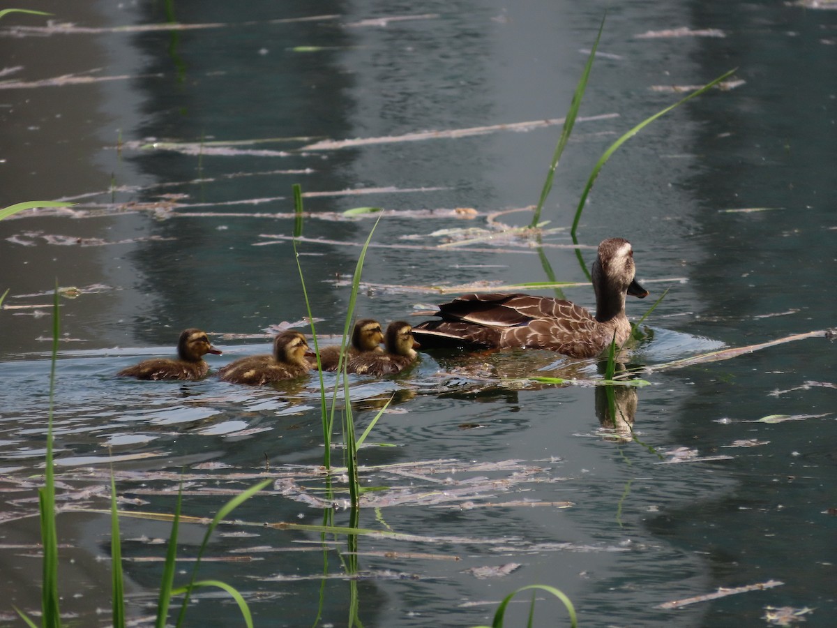 Eastern Spot-billed Duck - ML618016184