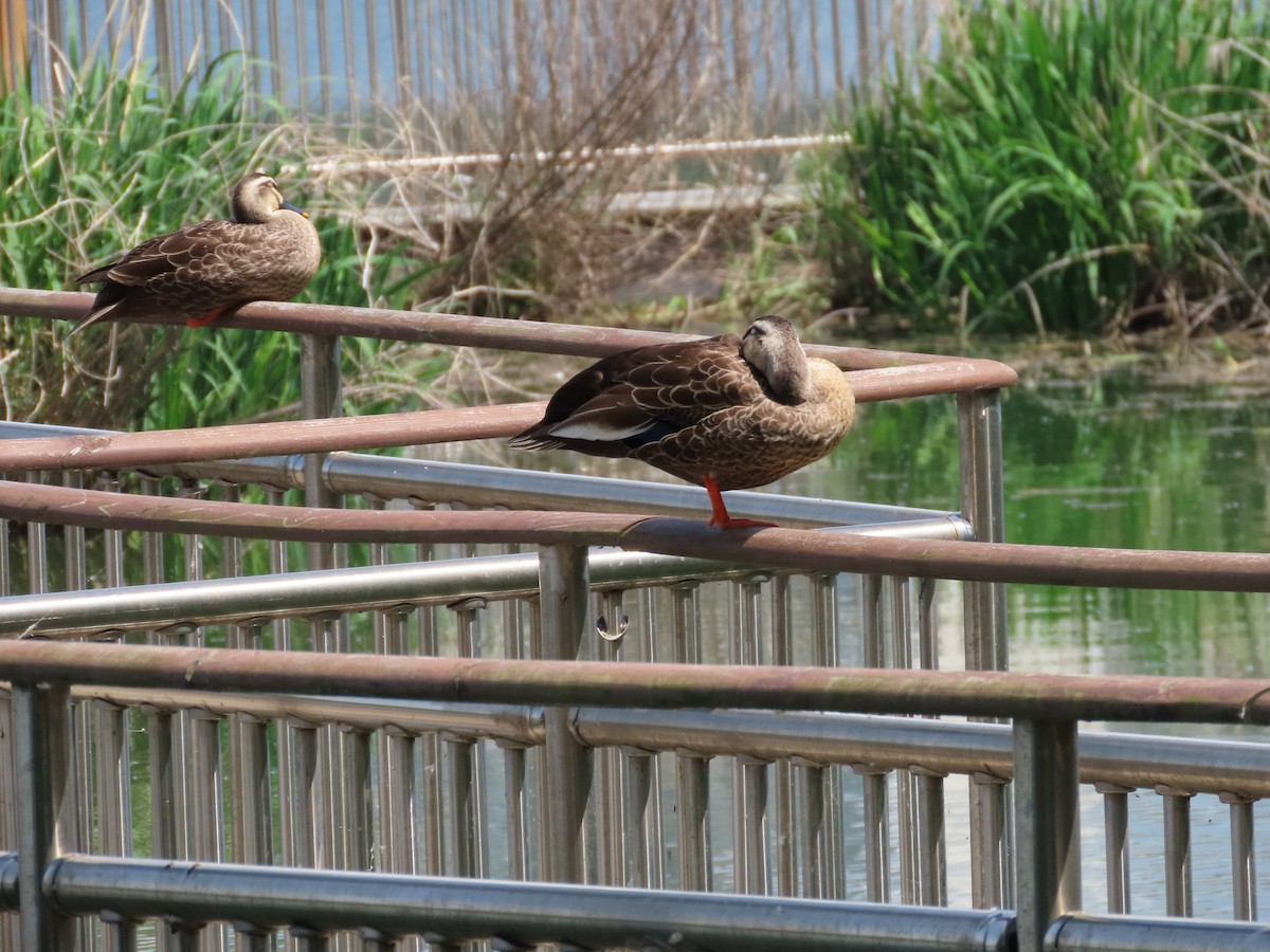 Eastern Spot-billed Duck - ML618016186