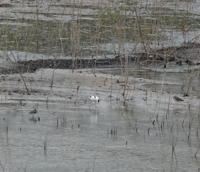 Avocette élégante - ML618016199