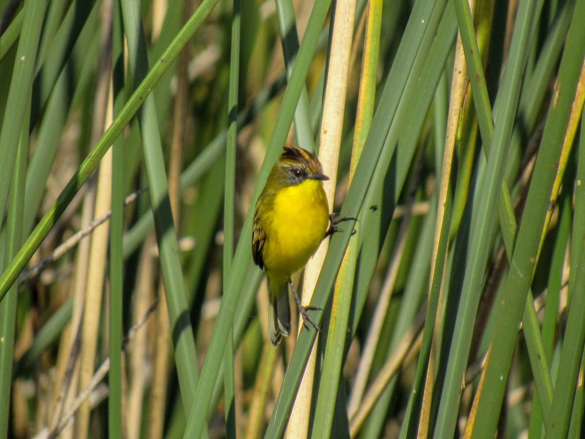 Crested Doradito - ML618016203