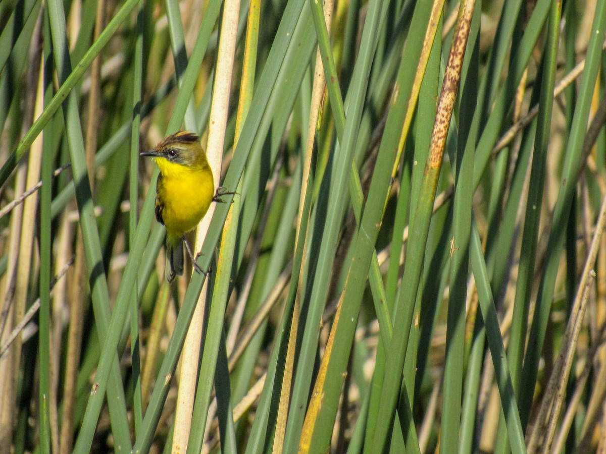 Crested Doradito - ML618016204