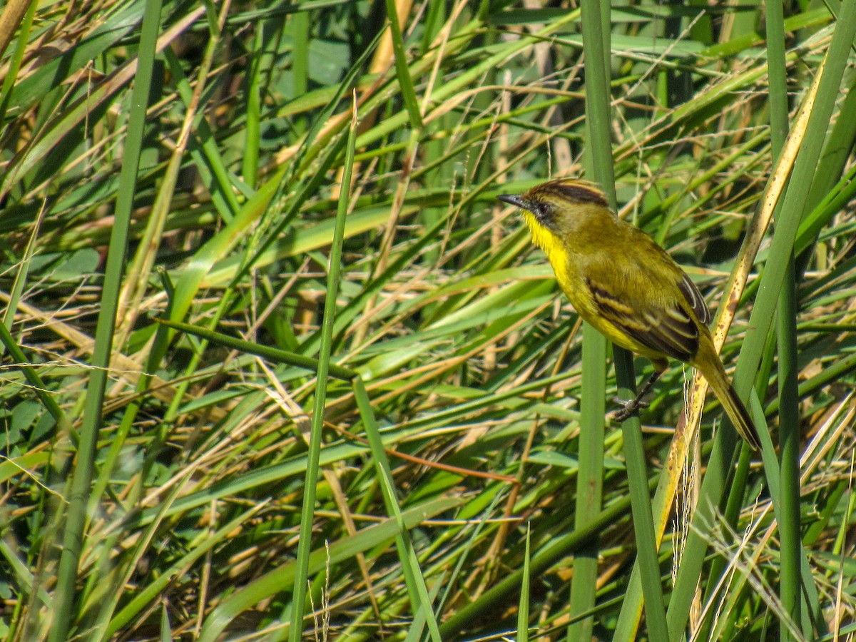 Crested Doradito - ML618016205