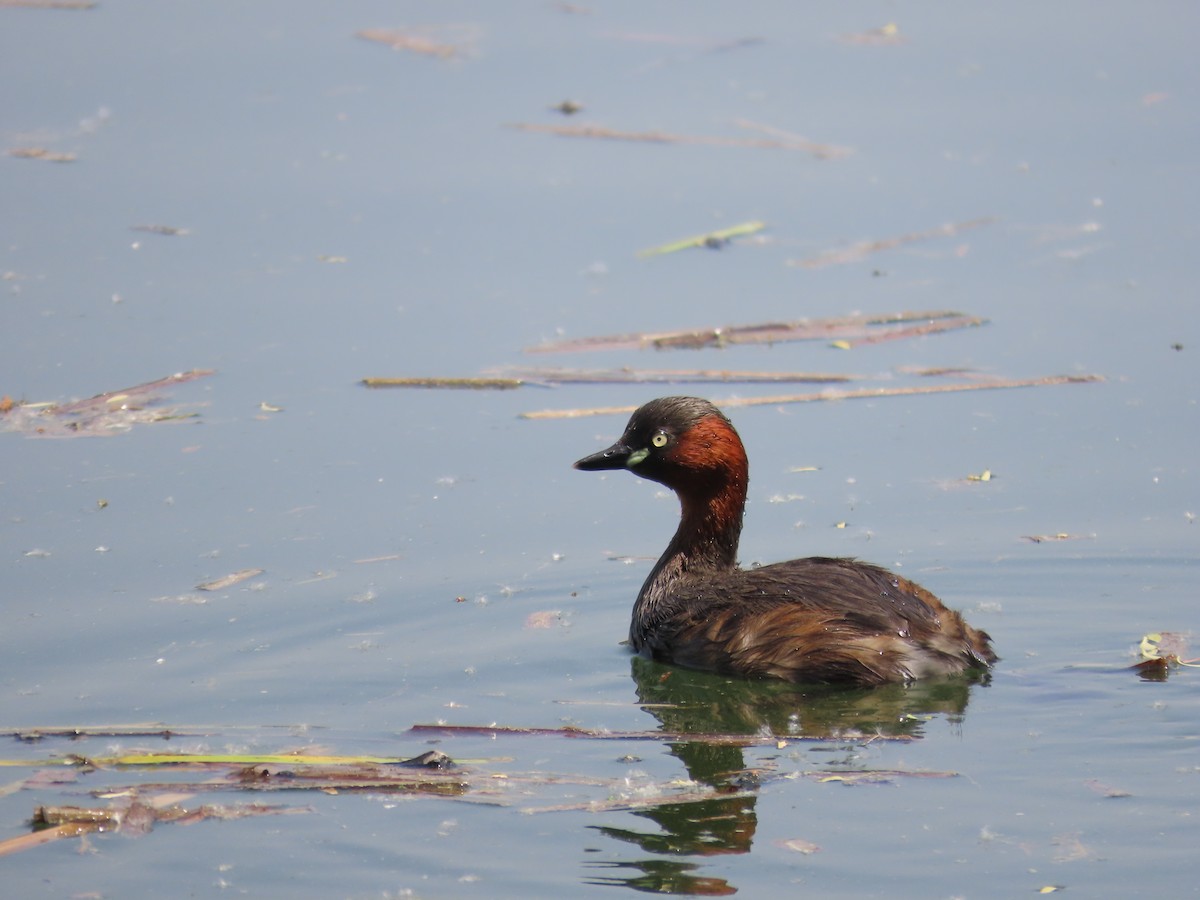 Little Grebe - ML618016218