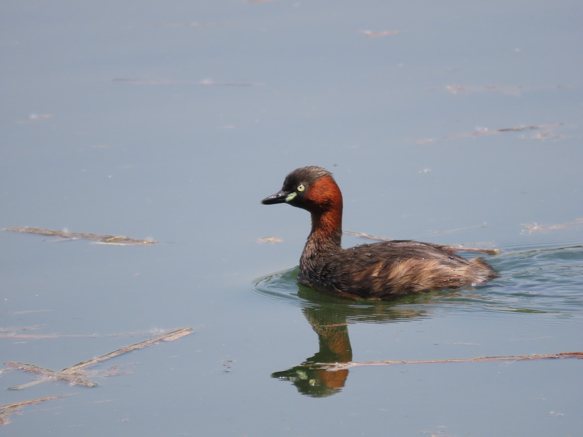 Little Grebe - ML618016219