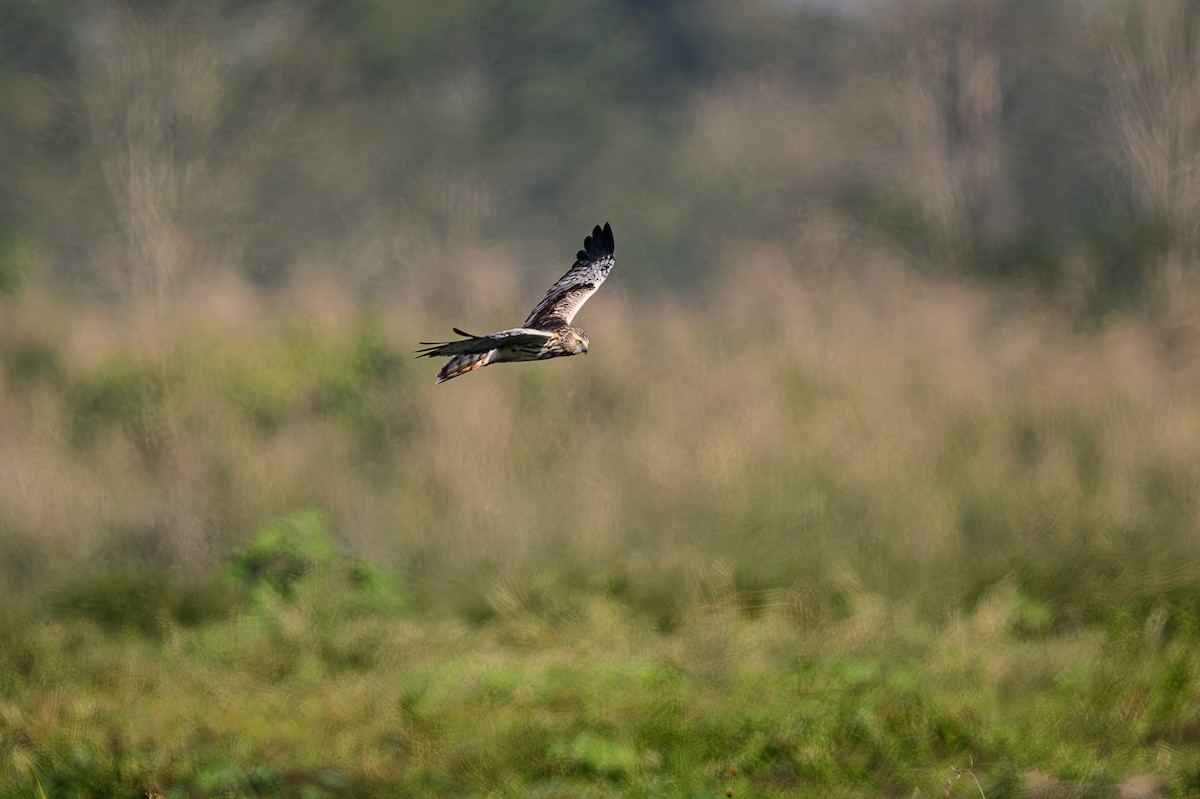 Pied Harrier - ML618016221