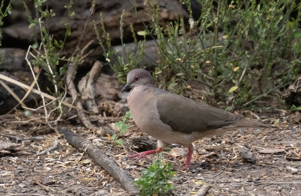 holub bledočelý - ML618016233