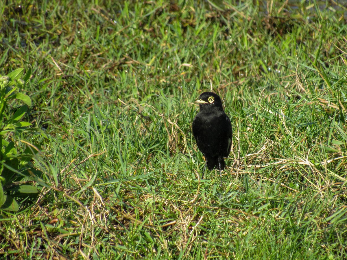 Spectacled Tyrant - ML618016234
