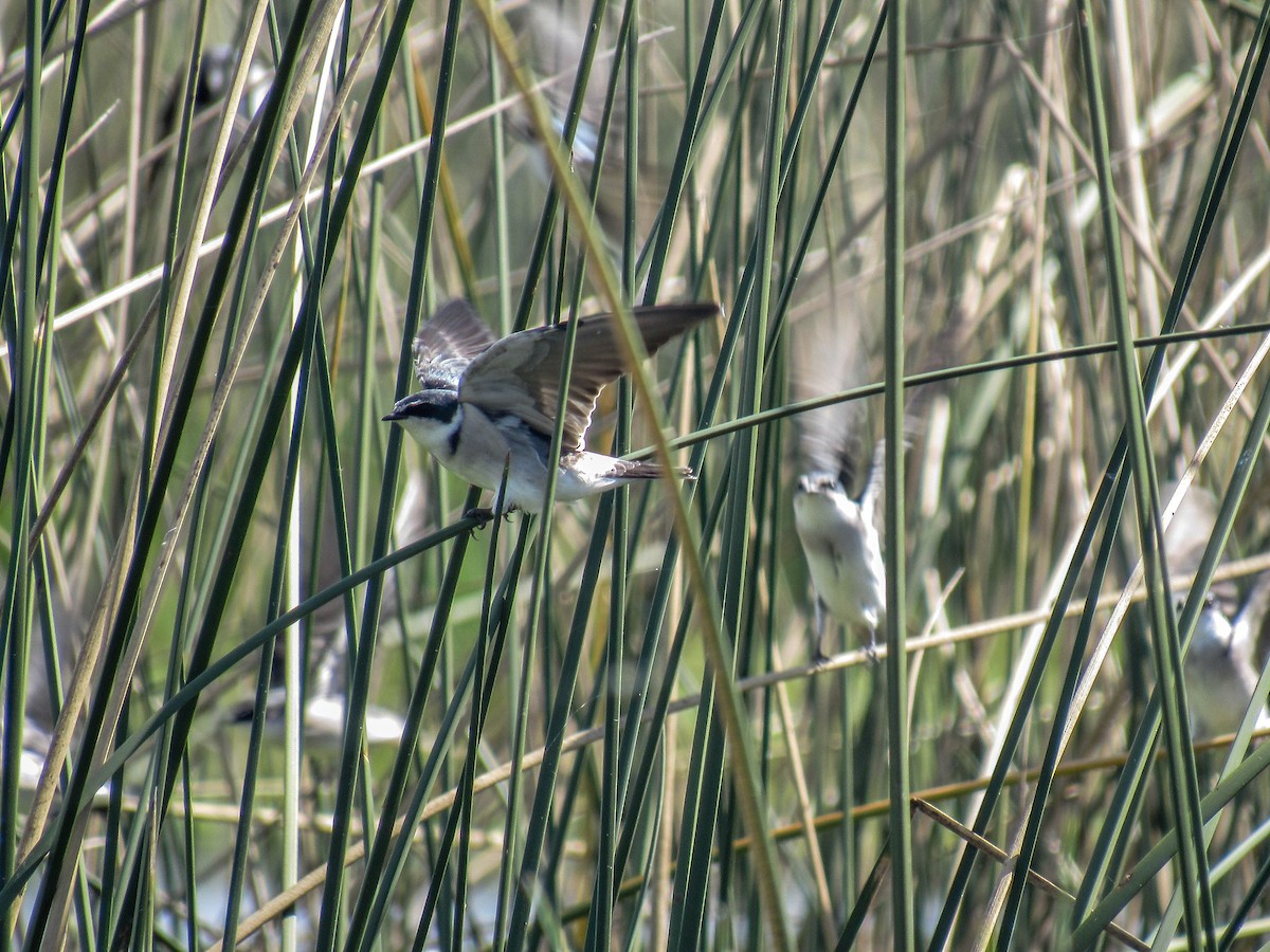 White-rumped Swallow - ML618016237