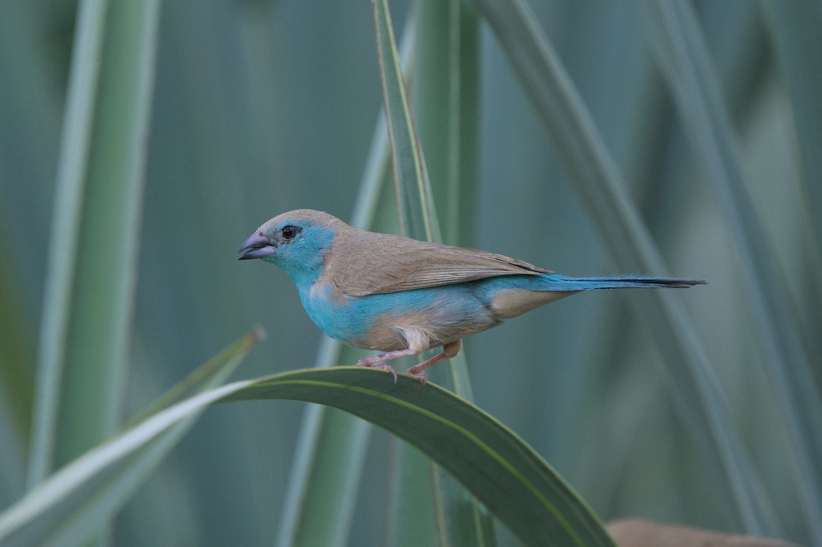 Cordonbleu d'Angola - ML618016246