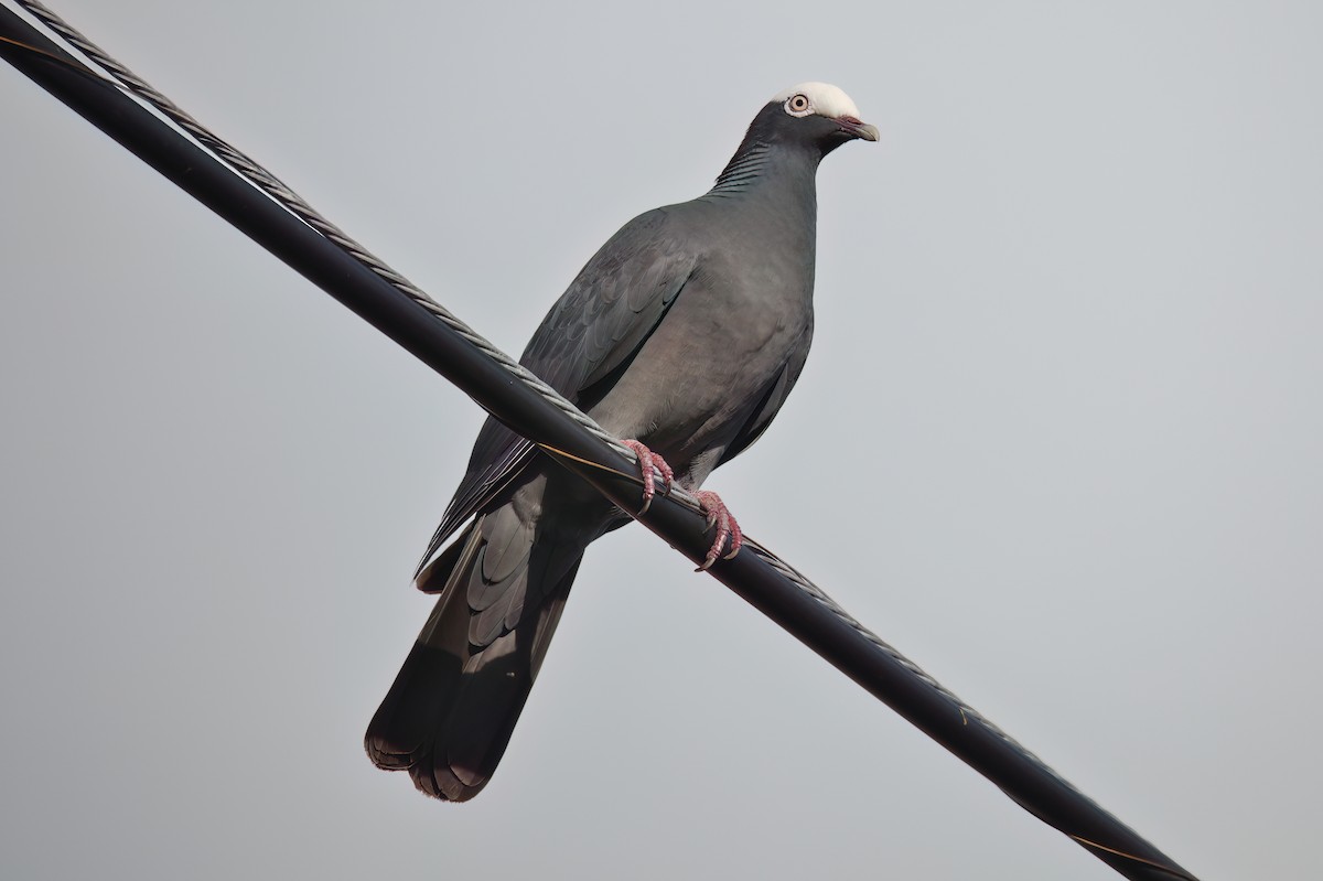 Pigeon à couronne blanche - ML618016263