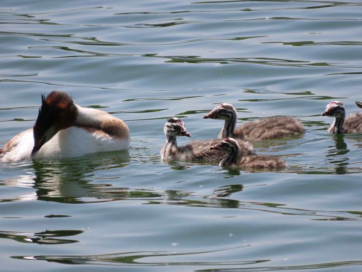 Great Crested Grebe - ML618016265