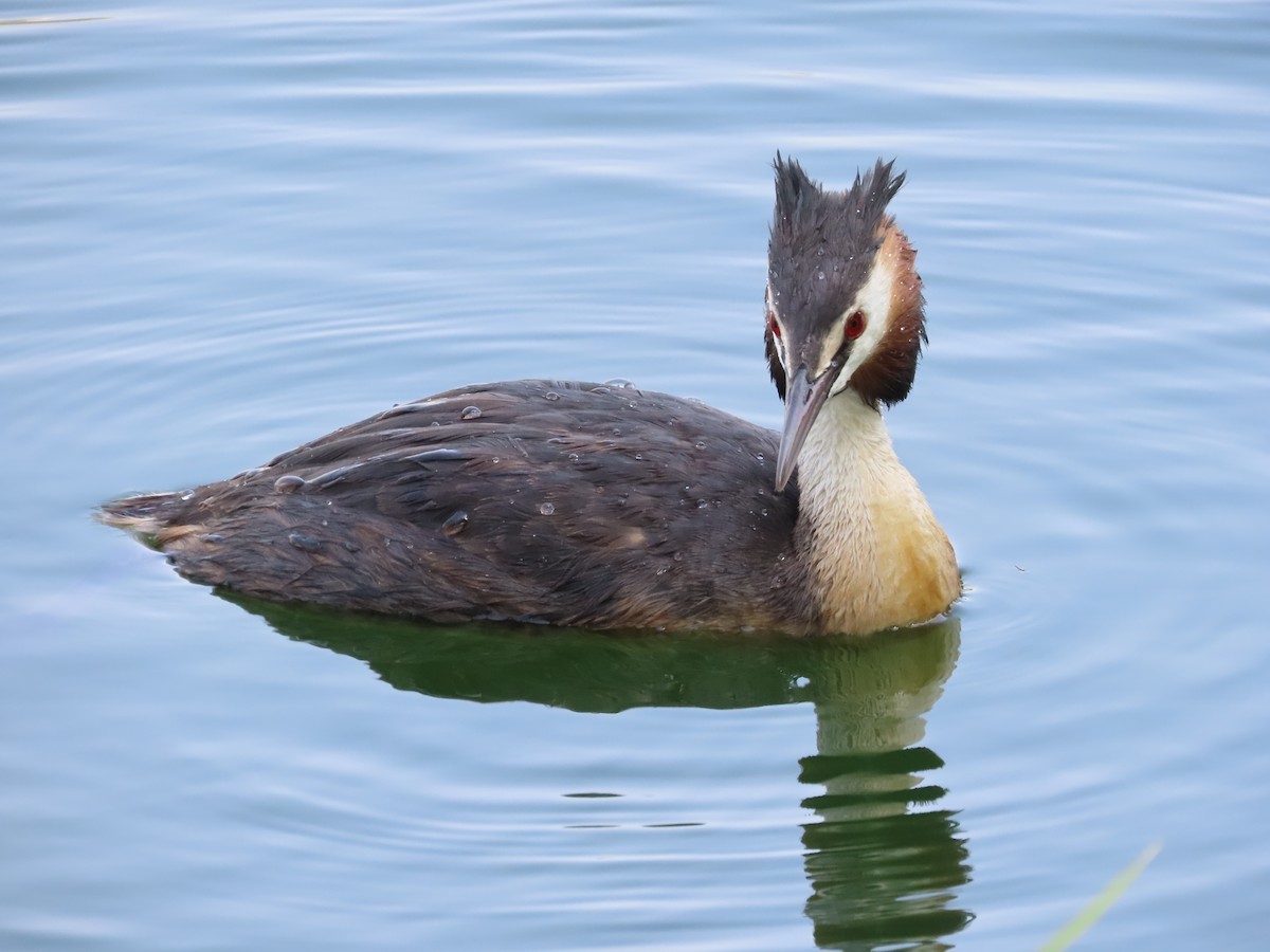 Great Crested Grebe - Mingyun Seo