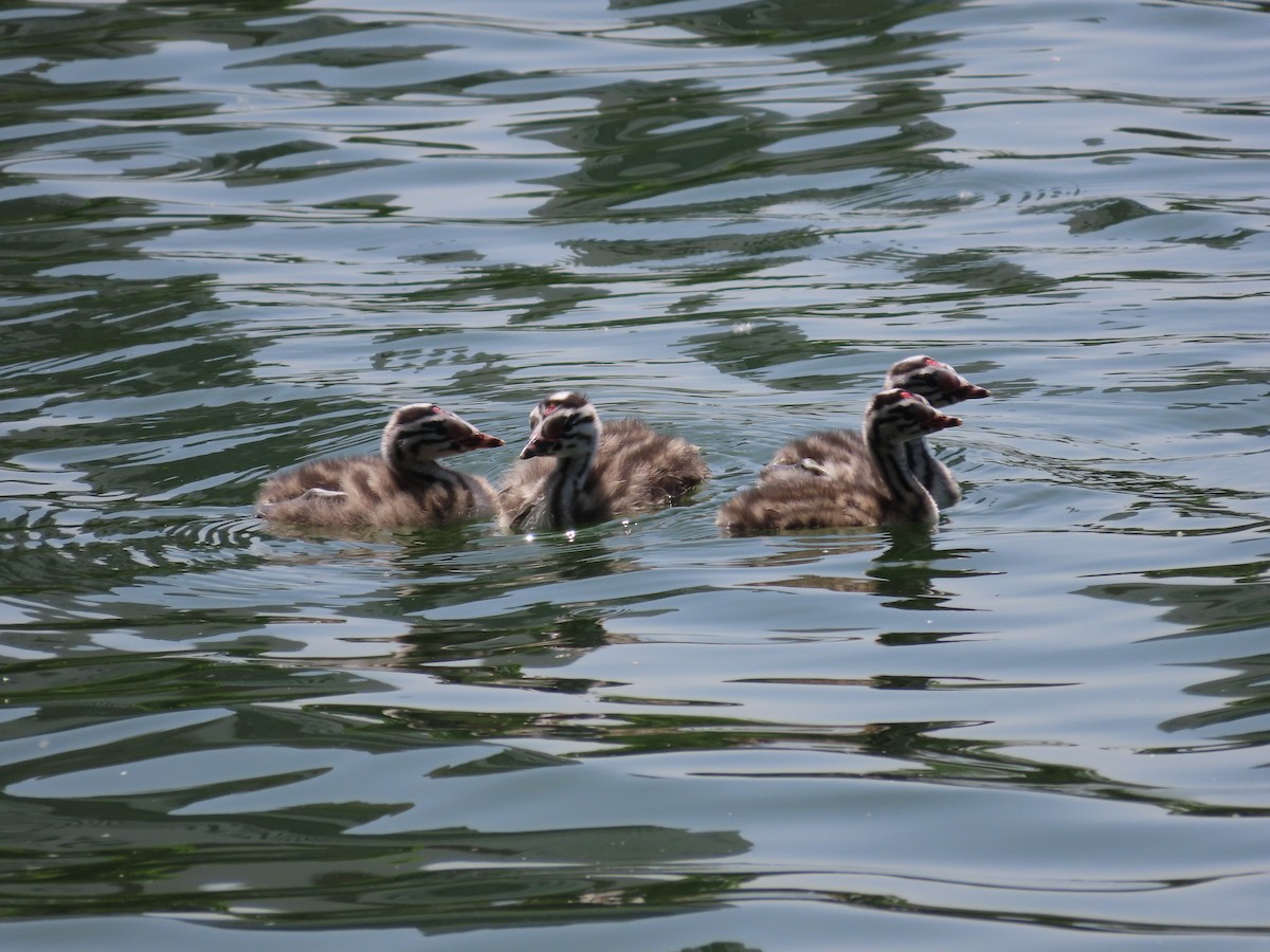 Great Crested Grebe - ML618016269