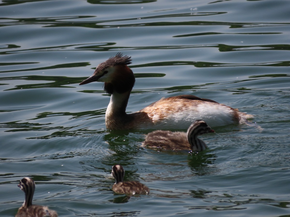 Great Crested Grebe - ML618016270